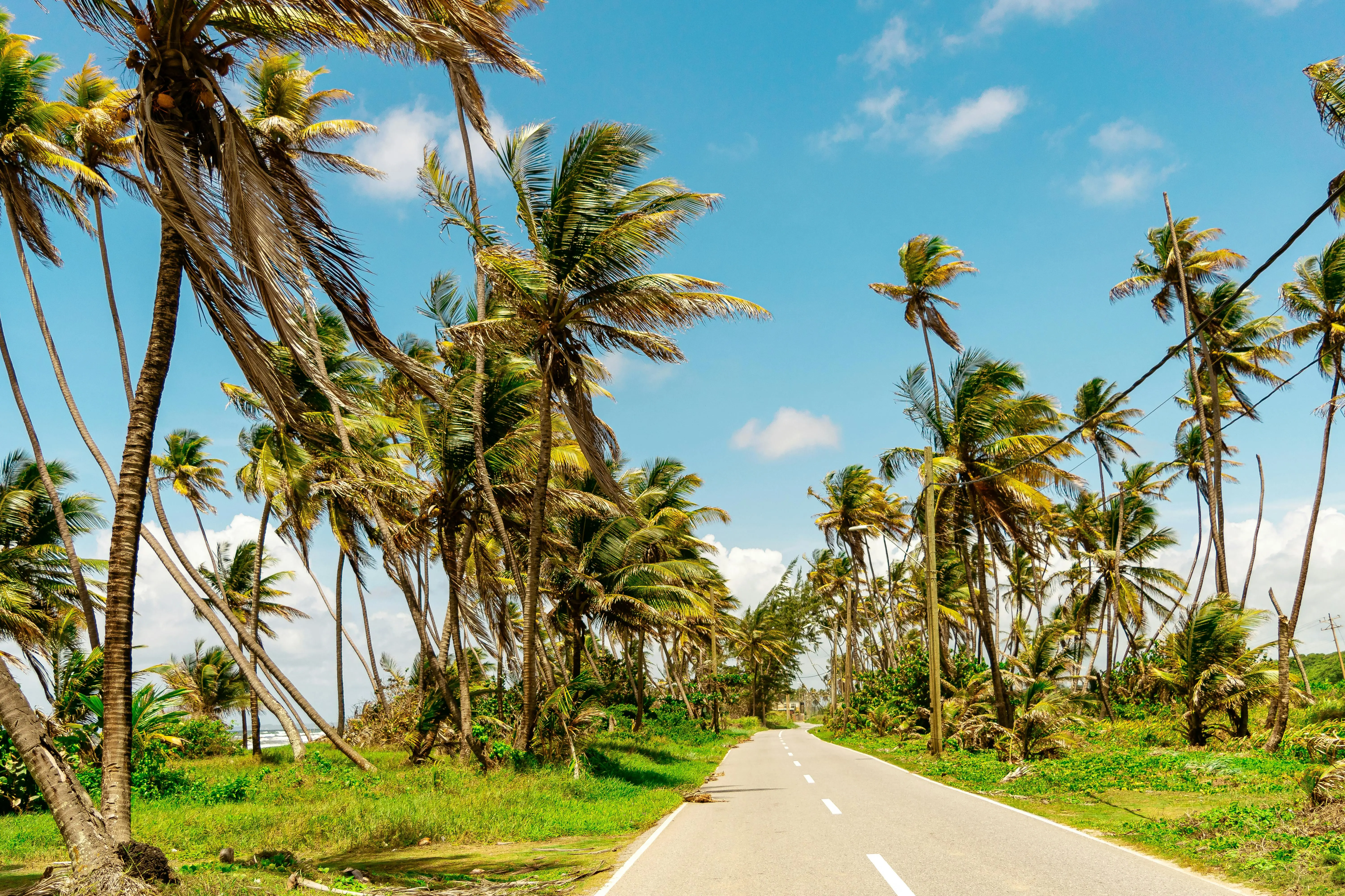 Palm-lined road leading toward the beach in the Dominican Republic