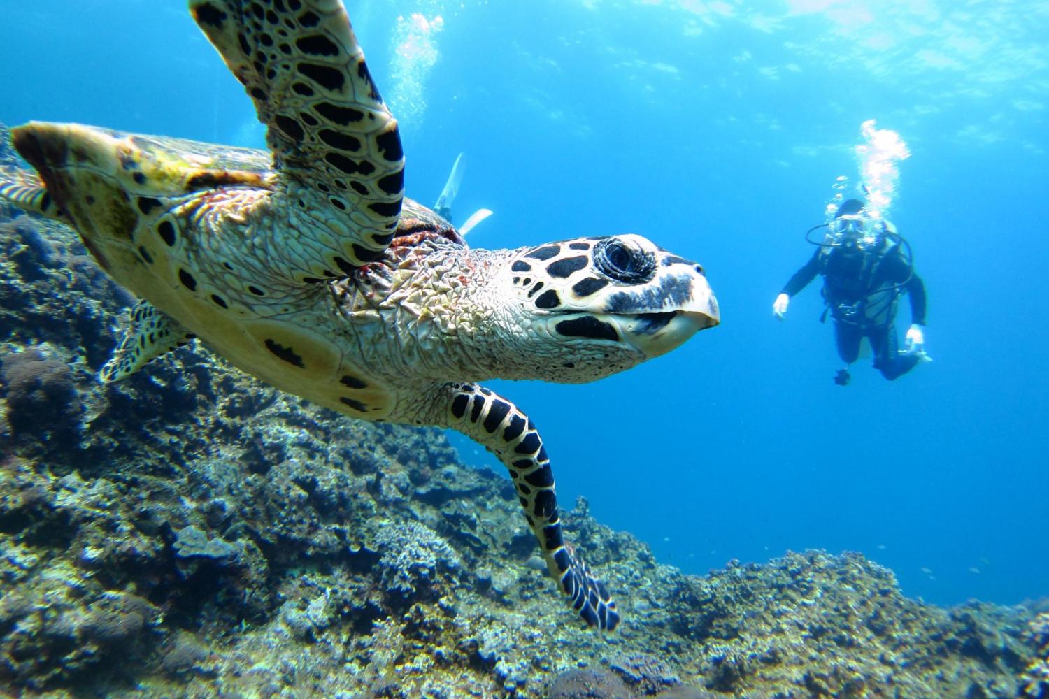 Scuba diving in Bayahibe coral reefs