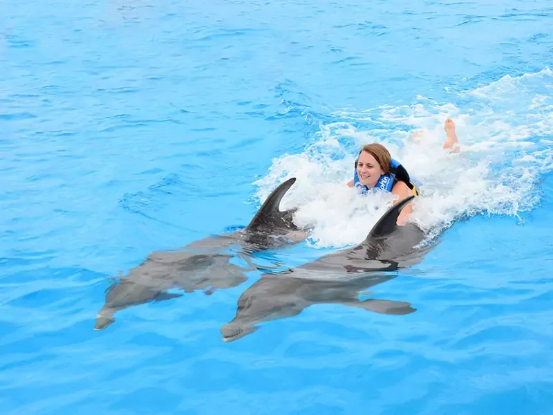 Premium dolphin interactions