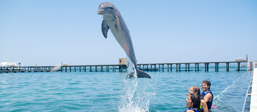 Funtastic dolphin experience in Punta Cana