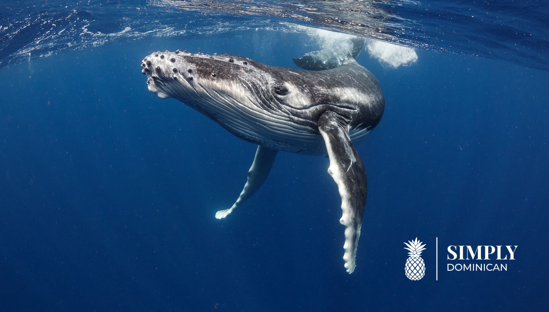 Humpback whales in Samana