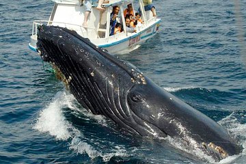 Whale watching expedition